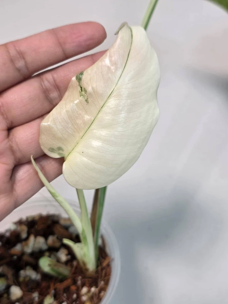 Variegated Monstera Albo Live Plant - Rare Indoor Houseplant - White Borsigiana Albo Potted - Image 4