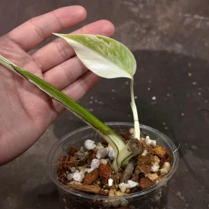 Variegated Monstera Albo Live Plant - Rare Indoor Houseplant - White Borsigiana - Image 5