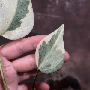 Variegated Monstera Albo Live Plant - Rare Indoor Houseplant - White & Green Leaves - Image 5