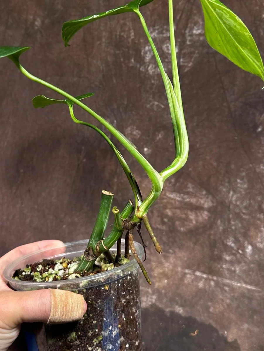 Variegated Monstera Albo Live Plant – Rare Indoor Houseplant – White Borsigiana - Image 5
