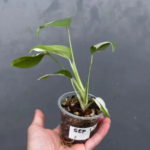 Variegated Monstera Albo Live Plant - Rare Indoor Houseplant - White Borsigiana - Image 5