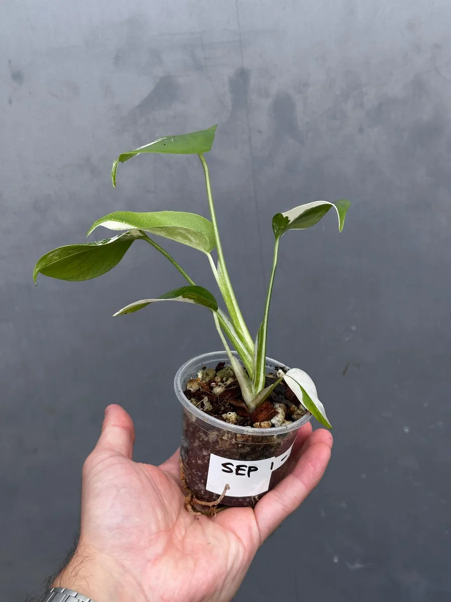 Variegated Monstera Albo Live Plant - Rare Indoor Houseplant - White Borsigiana - Image 5