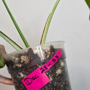 Variegated Monstera Albo Live Plant - Rare Indoor Houseplant - White Borsigiana - Image 5