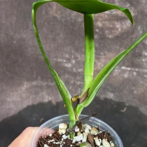 Variegated Monstera Albo Live Plant – Rare Indoor Houseplant – White Borsigiana - Image 5