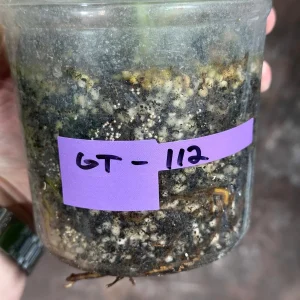 Variegated Monstera Albo Live Plant - Rare Indoor Houseplant with White Variegation - Image 5