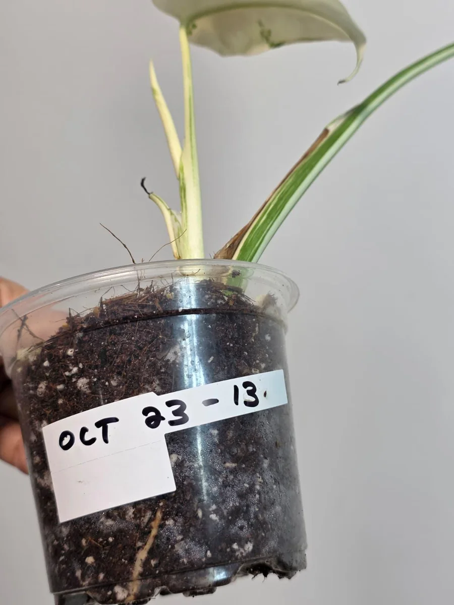 Variegated Monstera Albo Live Plant - Rare Indoor Houseplant - White Borsigiana Albo Potted - Image 5