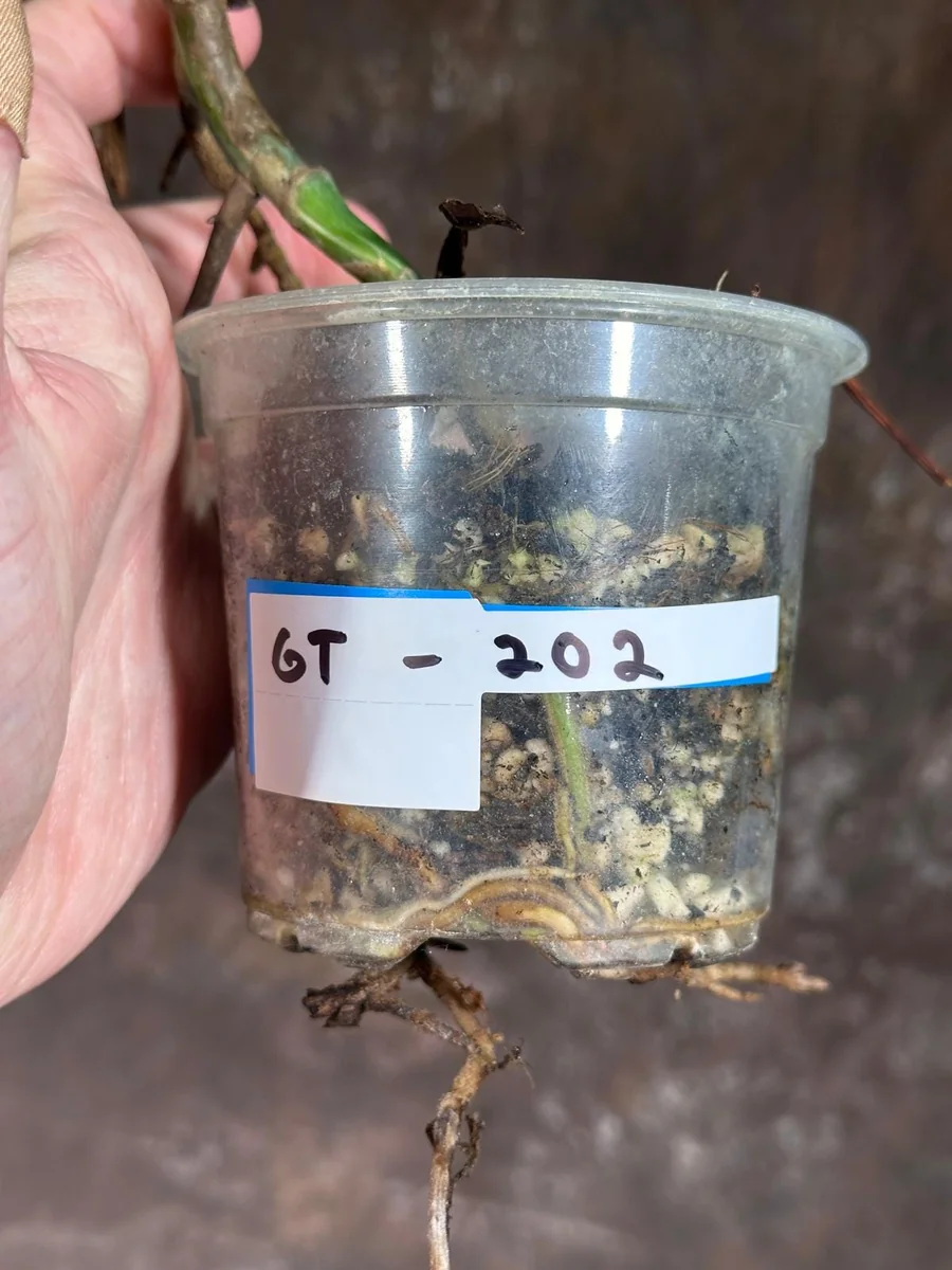 Variegated Monstera Albo Live Plant - Rare Indoor Houseplant with White & Green Leaves - Image 6