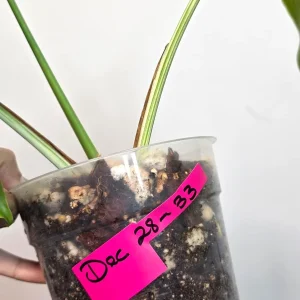 Variegated Monstera Albo Live Plant - Rare Indoor Houseplant - White Borsigiana - Image 6