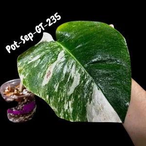 Variegated Monstera Albo Live Plant – Rare Indoor Houseplant – White & Green Foliage - Image 6