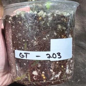 Variegated Monstera Albo Live Plant - Rare Indoor Houseplant - White Variegation - Image 6