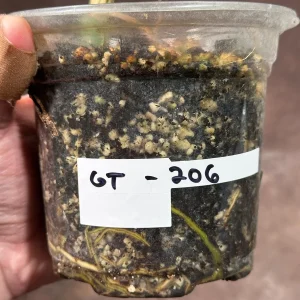 Variegated Monstera Albo Live Plant - Rare Indoor Houseplant with White & Green Leaves - Image 6