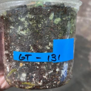 Variegated Monstera Albo Live Plant - Rare Indoor Houseplant with White & Green Leaves - Image 6