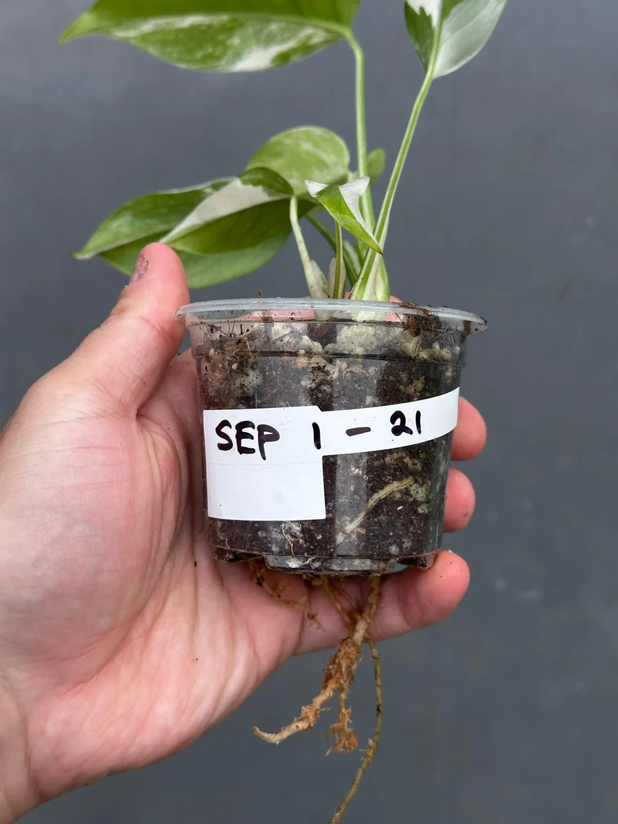 Variegated Monstera Albo Live Plant - Rare Indoor Houseplant - White Borsigiana - Image 6