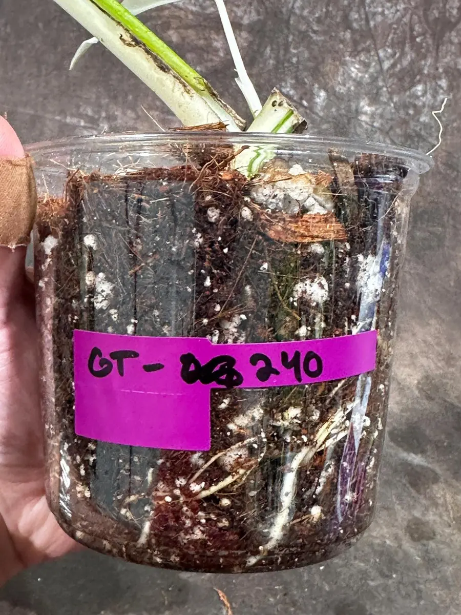 Variegated Monstera Albo Live Plant - Rare Indoor Houseplant - White Borsigiana - Image 6