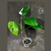 Variegated Monstera Albo Live Plant - Rare Indoor Houseplant with White & Green Leaves - Image 1