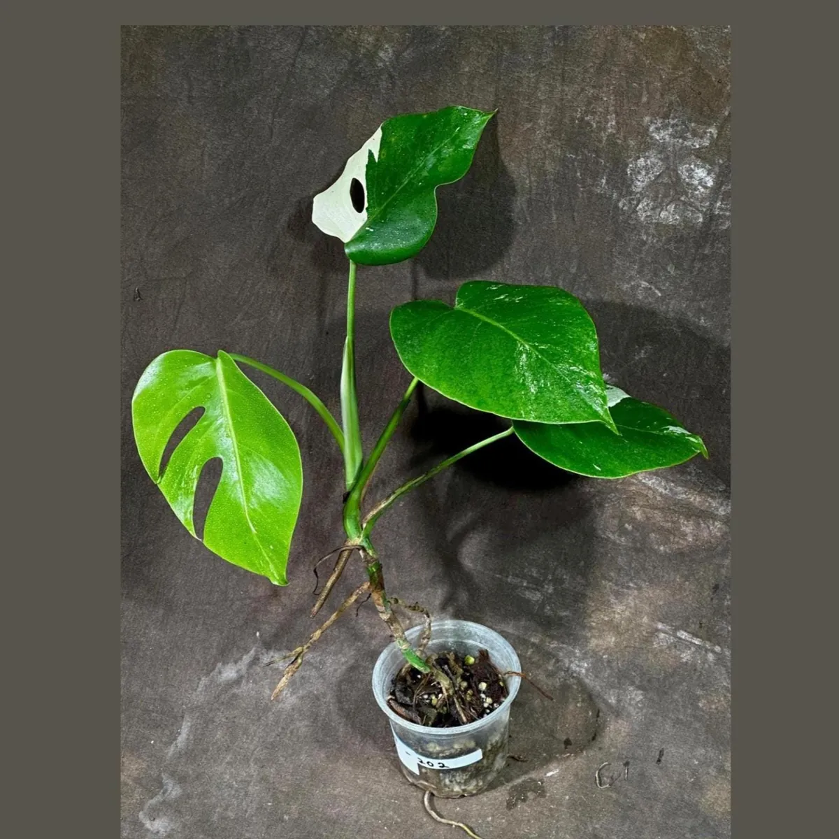 Variegated Monstera Albo Live Plant - Rare Indoor Houseplant with White & Green Leaves - Image 1