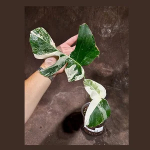 Variegated Monstera Albo Live Plant - Rare Indoor Houseplant - White Variegation - Image 1