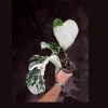 Variegated Monstera Albo Live Plant - Rare Indoor Potted Houseplant - Image 1
