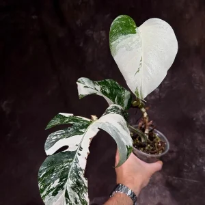 Variegated Monstera Albo Live Plant - Rare Indoor Potted Houseplant - Image 2