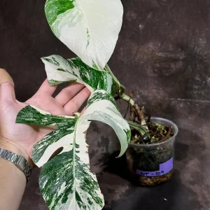 Variegated Monstera Albo Live Plant - Rare Indoor Potted Houseplant - Image 3