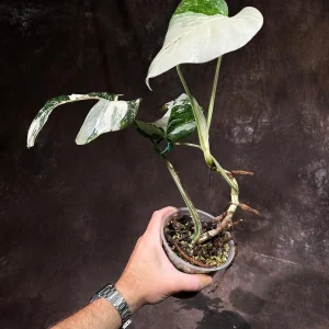 Variegated Monstera Albo Live Plant - Rare Indoor Potted Houseplant - Image 4