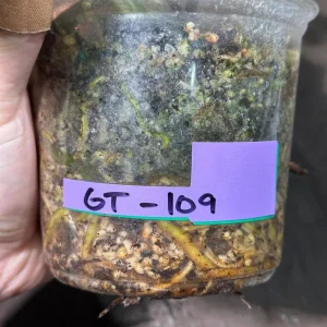 Variegated Monstera Albo Live Plant - Rare Indoor Potted Houseplant - Image 6