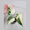 Variegated Monstera Albo Live Plant - Rare Indoor White Monstera Borsigiana Houseplant - Image 1