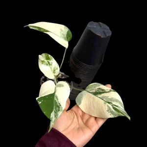 Variegated Monstera Albo Live Plant - Rare Indoor White Borsigiana Houseplant - Image 1