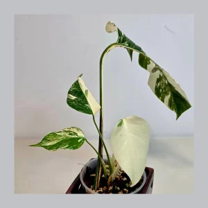 Variegated Monstera Albo Live Plant - Rare Indoor White Monstera Borsigiana - Image 2