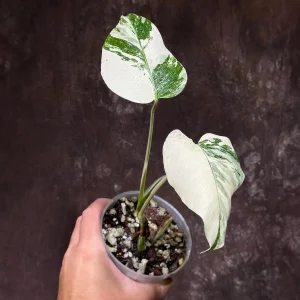 Variegated Monstera Albo Live Plant - Rare Indoor White Borsigiana Houseplant - Image 2