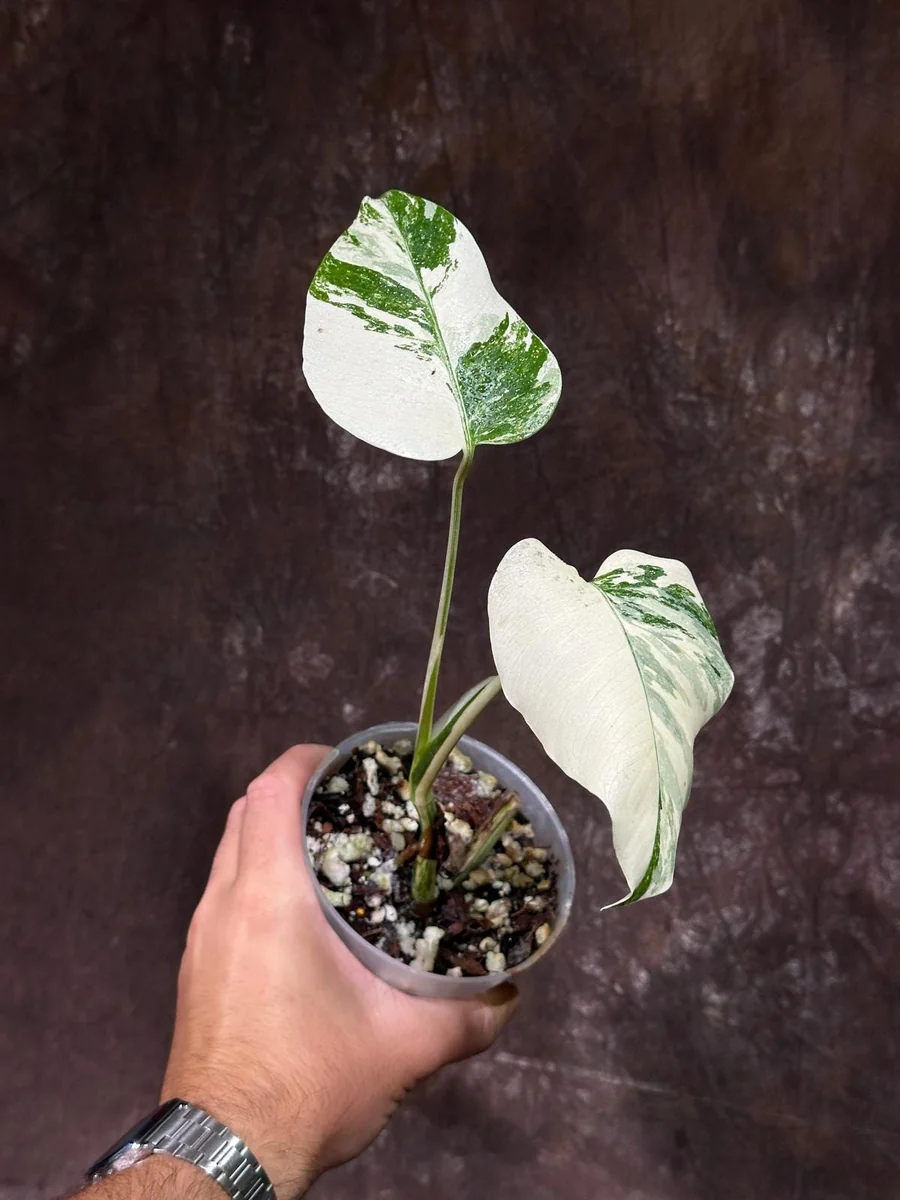 Variegated Monstera Albo Live Plant - Rare Indoor White Borsigiana Houseplant - Image 2