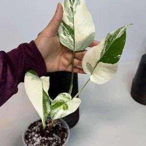 Variegated Monstera Albo Live Plant - Rare Indoor White Borsigiana Houseplant - Image 2