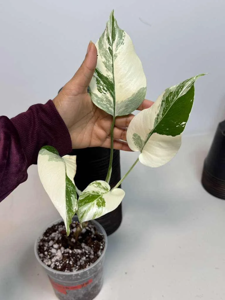 Variegated Monstera Albo Live Plant - Rare Indoor White Borsigiana Houseplant - Image 2