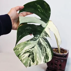 Variegated Monstera Albo Live Plant - Rare Indoor White Borsigiana - Image 3