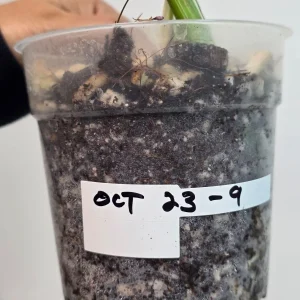 Variegated Monstera Albo Live Plant - Rare Indoor White Monstera Borsigiana - Image 3