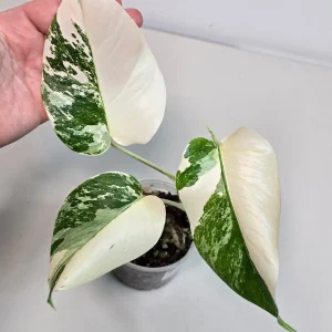 Variegated Monstera Albo Live Plant - Rare Indoor White Monstera Borsigiana Houseplant - Image 3