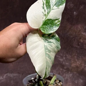 Variegated Monstera Albo Live Plant - Rare Indoor White Borsigiana Houseplant - Image 3