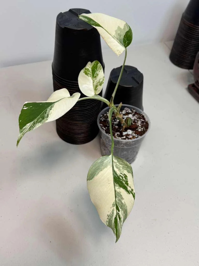 Variegated Monstera Albo Live Plant - Rare Indoor White Borsigiana Houseplant - Image 3