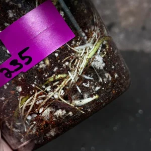 Variegated Monstera Albo Live Plant - Rare Indoor White Monstera Borsigiana - Image 3