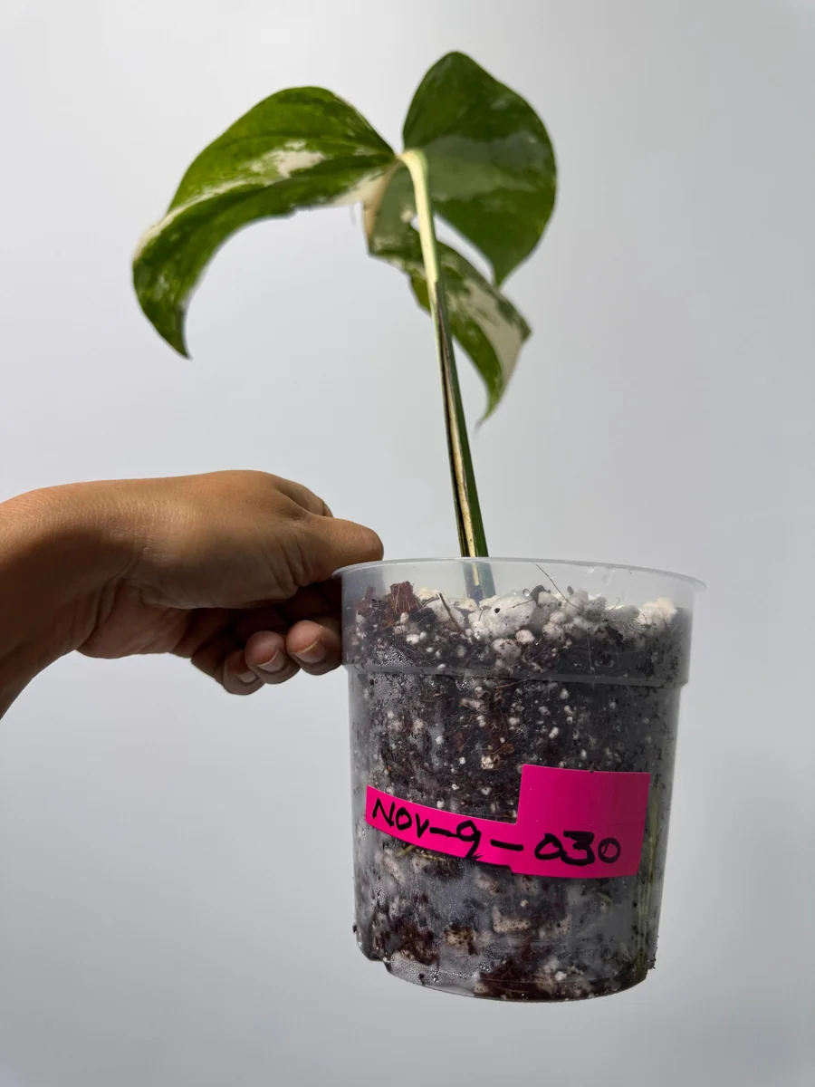 Variegated Monstera Albo Live Plant - Rare Indoor White Albo Borsigiana - Single Leaf - Image 3