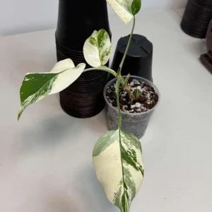 Variegated Monstera Albo Live Plant – Rare Indoor White Borsigiana Houseplant - Image 4