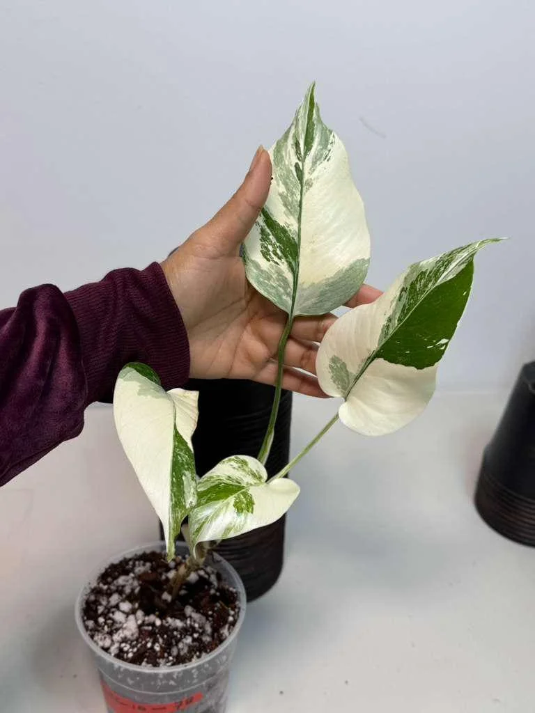 Variegated Monstera Albo Live Plant - Rare Indoor White Borsigiana Houseplant - Image 4
