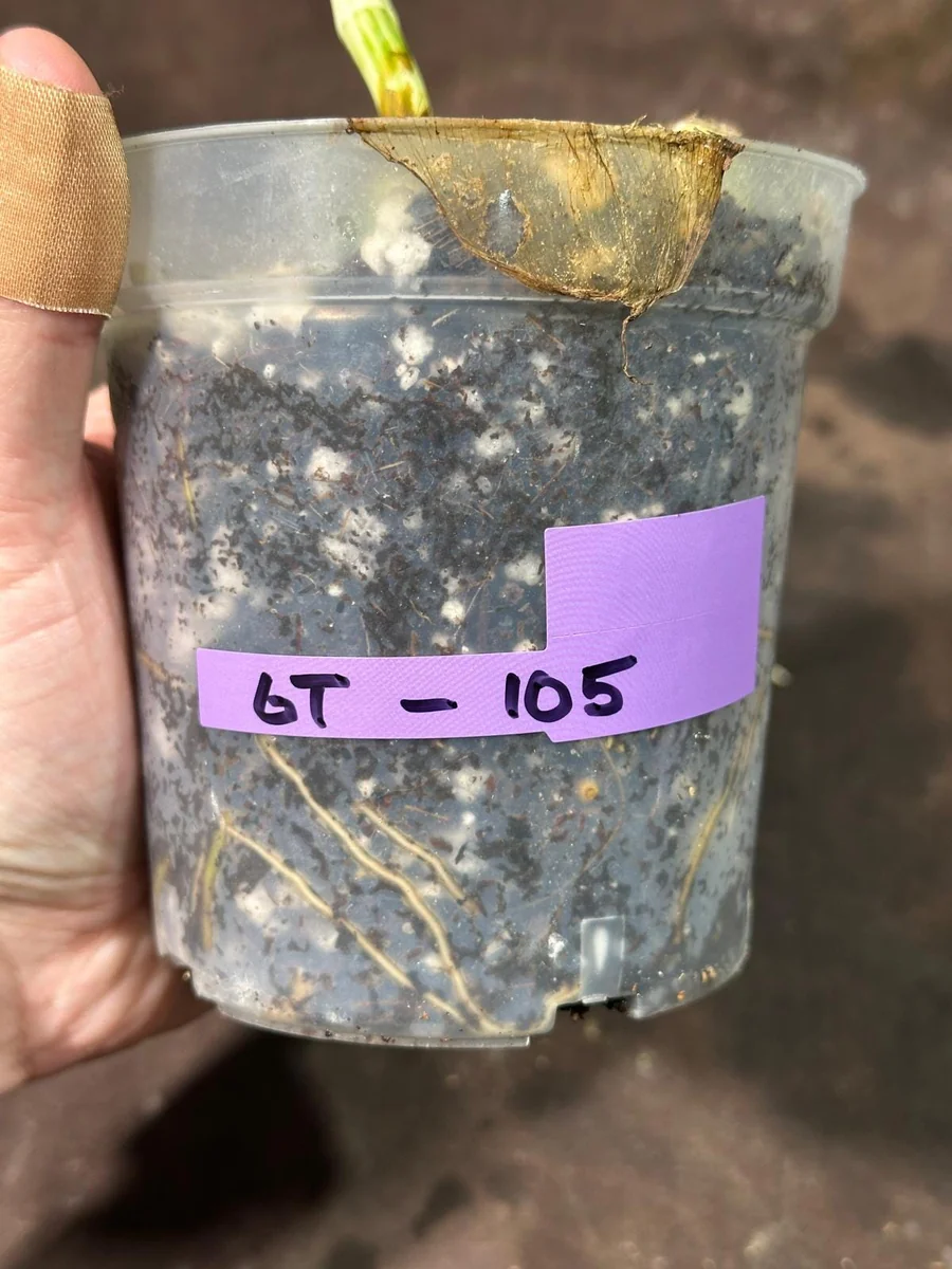 Variegated Monstera Albo Live Plant - Rare Indoor White Borsigiana Houseplant - Image 5