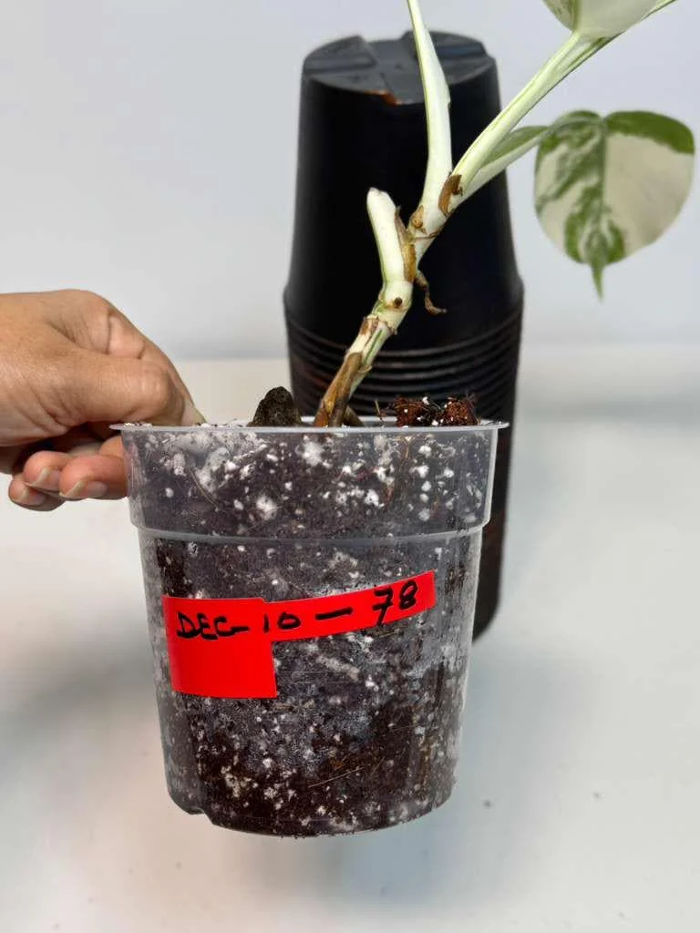 Variegated Monstera Albo Live Plant - Rare Indoor White Borsigiana Houseplant - Image 5