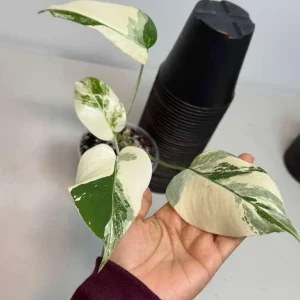 Variegated Monstera Albo Live Plant – Rare Indoor White Borsigiana Houseplant - Image 5