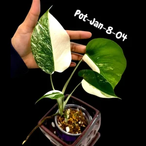 Variegated Monstera Albo Live Plant - Rare Indoor White Monstera Borsigiana - Image 6