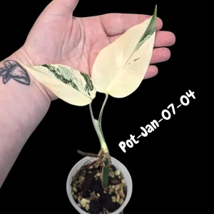 Variegated Monstera Albo Live Plant - Rare Indoor White Monstera Borsigiana - Image 7
