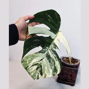 Variegated Monstera Albo Live Plant - Rare Indoor White Borsigiana - Image 1