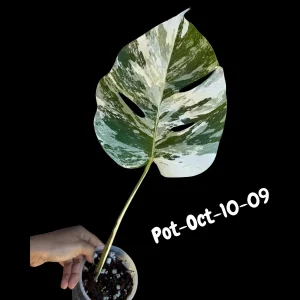 Variegated Monstera Albo Live Plant - Rare Indoor White Monstera Borsigiana - Image 8
