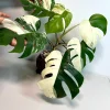 Variegated Monstera Albo Live Plant – Rare White Borsigiana Potted Houseplant – Large Form Indoor - Image 1
